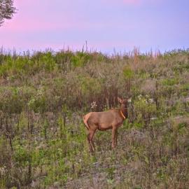 The Return of Eastern Elk